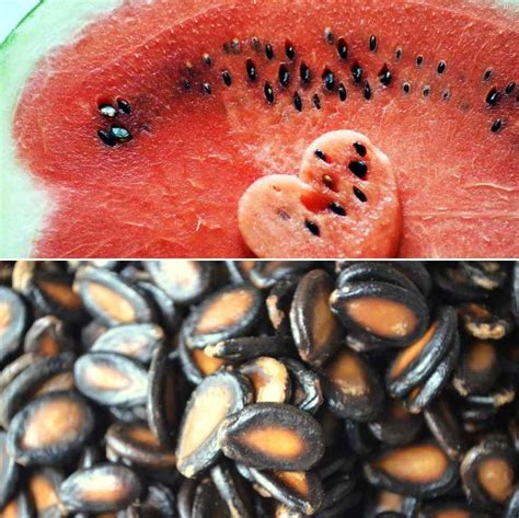 Watermelon Seed Germination Time Temperature Process Agri Farming