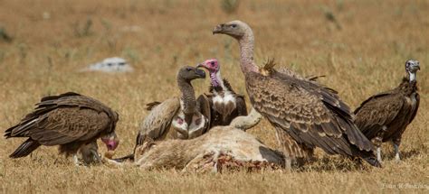 Poisoning Vultures Will Come Back To Bite Us Cool Green Science