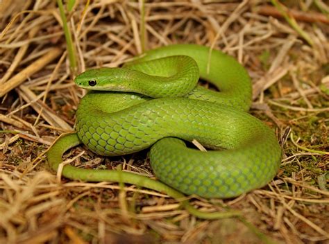 Smooth Green Snake Opheodrys Vernalis Green Snake Milk Snake Rat