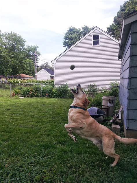 Psbattle Dog Attempting To Catch Ball Rphotoshopbattles