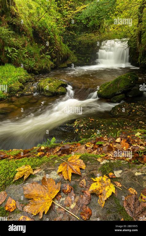 Waterfalls On Hoar Oak Water At Watersmeet In Autumn Exmoor National