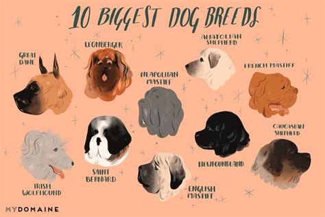 The 10 Biggest Dog Breeds In The World A Complete List Big Dog