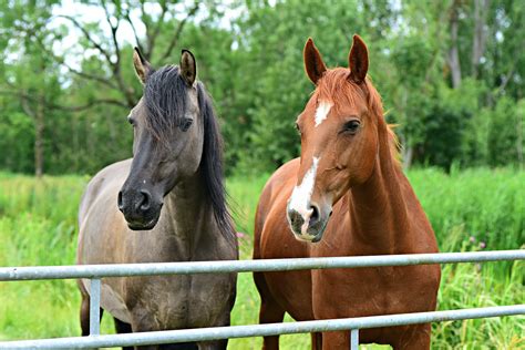 Horse Animal Mammal Free Photo On Pixabay