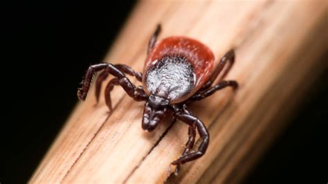 Tick Borne Diseases On The Rise In Michigan Elsewhere In Us Cdc Cbs
