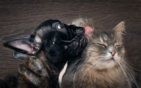 10 Dog Breeds That Get Along With Cats Canna Pet