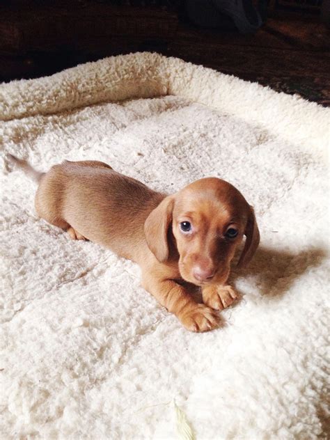 Check spelling or type a new query. Miniature Dachshund Puppy #DachshundPups | Dachshund puppies, Daschund puppies, Dachshund puppy ...