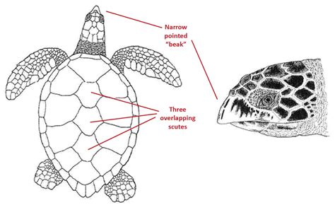 Hawksbill Sea Turtle Diagram