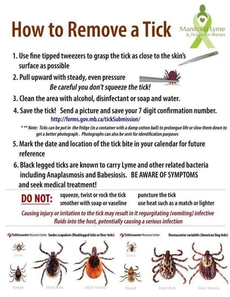 How To Remove Stick Ticks Medical Knowledge Holistic Healthy