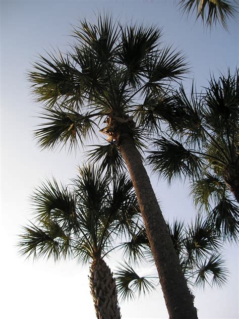 Beautiful Sabal Palm Tree