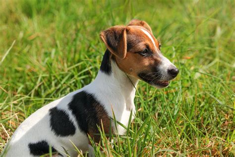 Jack Russel Terrier Piccolo Cane Gioioso Ed Energico
