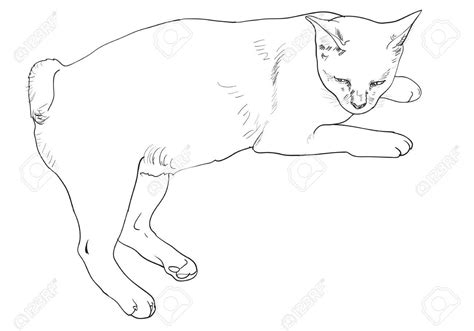 Cat Laying Down Clipart 20 Free Cliparts Download Images On