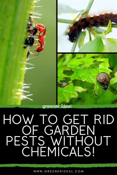 How To Get Rid Of Garden Pests Without Chemicals Gardening For