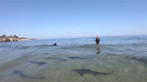 Leopard Shark Season At La Jolla Beaches Nbc Los Angeles