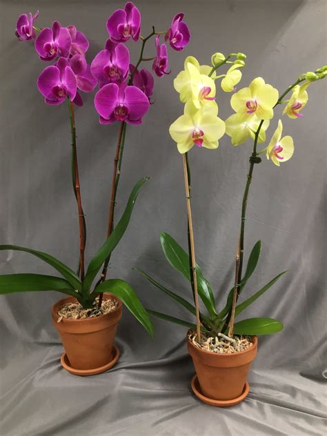 Phalaenopsis Orchid Plant In Glenside Pa Coupe Flowers Inc