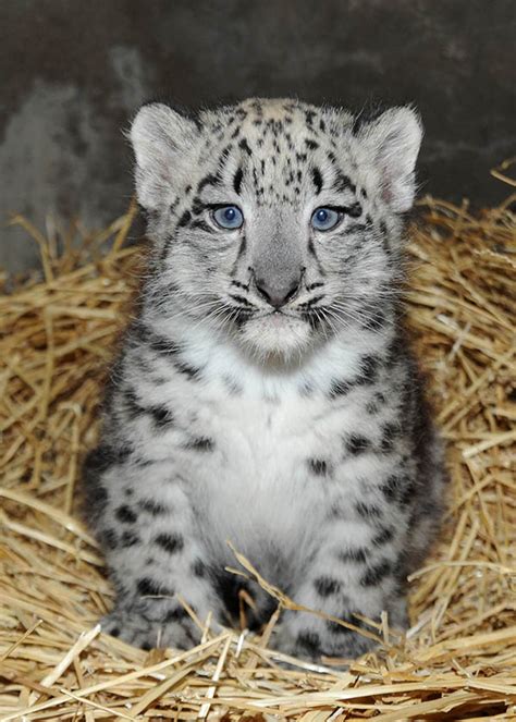 Look At This Fluffy Snow Leopard Cub At Brookfield Zoo Chicago Magazine