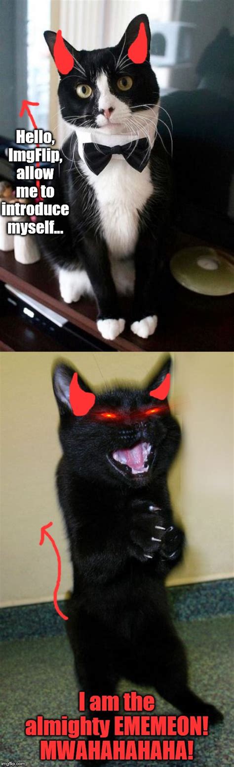 Image Tagged In Evil Cat Imgflip