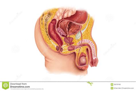 Male Reproductive Organs Stock Illustration Illustration