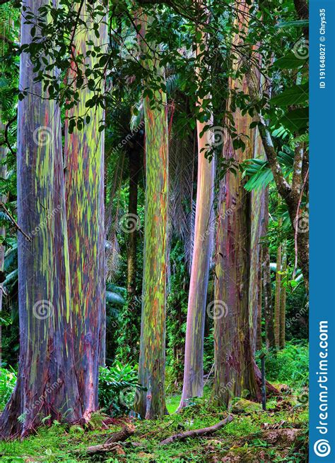 Unique Grove Of Rainbow Eucalyptus Tree Growing In The Rain Forest