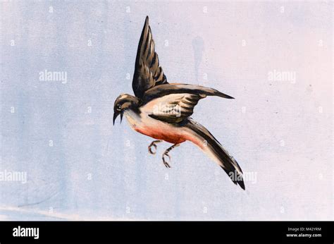 Fresco Detail Of Bird Getty Villa Malibu California Stock Photo Alamy