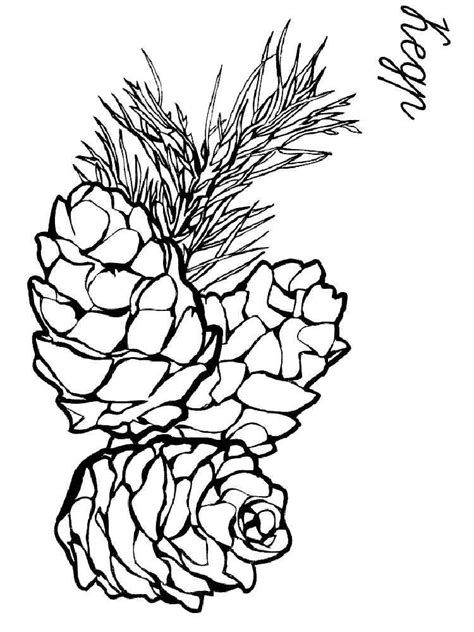 Pine Cone Coloring Page