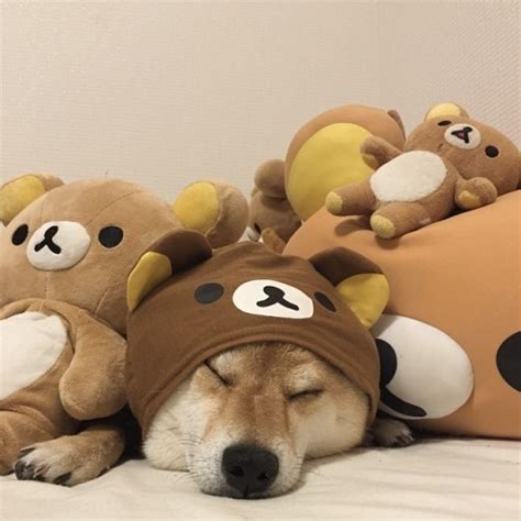 Doge Sleep Tumblr