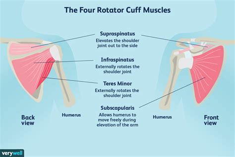 Rotator Cuff Physiotherapy In North Vancouver Cypress Physio Health