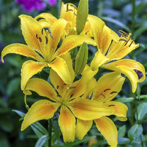 Asiatic Lily Lilium Hybrid My Garden Life