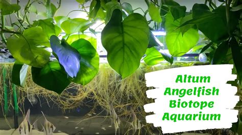 Life In The Altum Angelfish Biotope Aquarium Youtube
