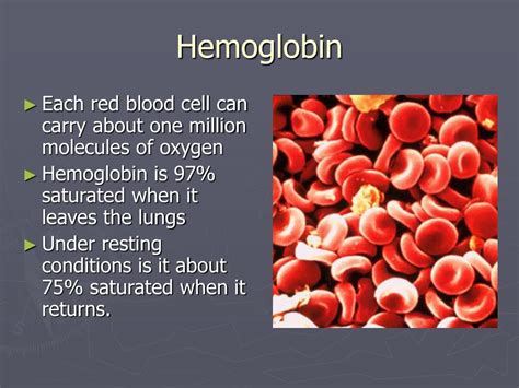 Ppt Hemoglobin Powerpoint Presentation Free Download Id27931
