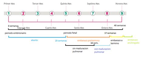 Linea Del Tiempo Embriologia Del Sistema Respiratorio Kulturaupice