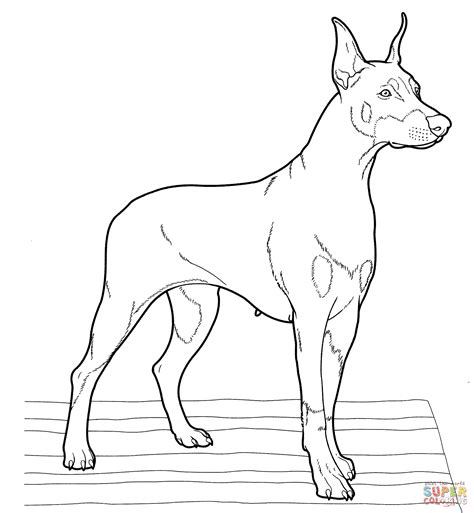 Coloriage Dobermann Coloriages Imprimer Gratuits