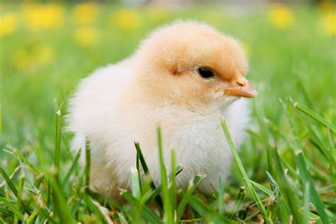 Cute Yellow Chick Free Stock Photo Public Domain Pictures