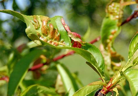 One of them has leaf curl, the others do not. Dormant Sprays, Pear Fruit Sawfly - IPM Pest Advisories
