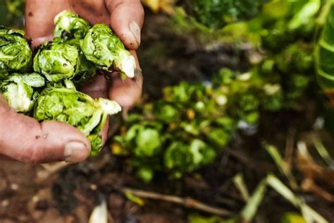 How To Grow And Care For Brussels Sprouts