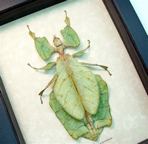 Phyllium Giganteum Giant Green Leaf Insect Female Taxidermy Real