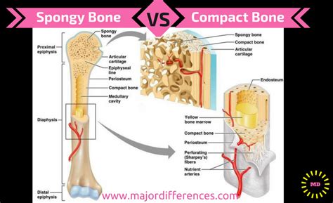 Difference Between Compact Bone And Spongy Bone Md