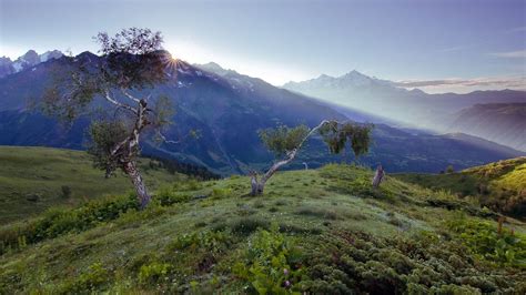 Download Wallpaper 1920x1080 Birches Dwarfish Steppe Mountains Fog