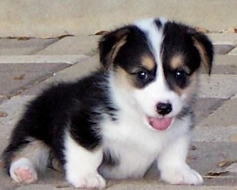 Find puppies in your area and helpful tips and info. Quality Welsh Pmebroke Corgi Puppies For Sale for Sale in ...