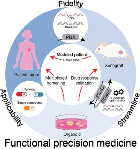 A Breast Cancer Patient Derived Xenograft And Organoid Platform For Drug Discovery And Precision