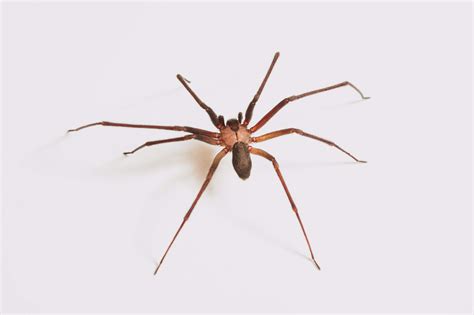 Brown Recluse Spider Identification Facts And Bites Everything Spiders