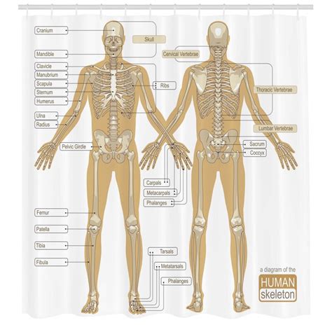 Deviantart is the world's largest online social community for artists and. Ambesonne Human Anatomy Diagram of Human Skeleton System With Titled Main Parts of Body Joints ...