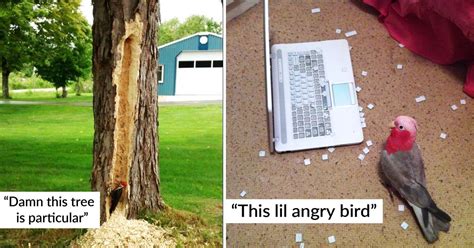 25 Hilarious Birds That Acted Like Total Jerks And Got Shamed