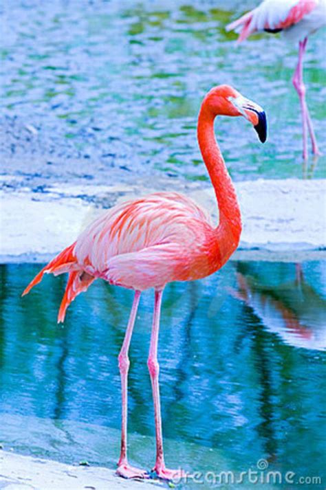 The most trafficked animal in the world is highly prized for its meat and medicinal properties in traditional chinese medicine. Flamenco Rosado | Розовые фламинго, Фламинго и Животные