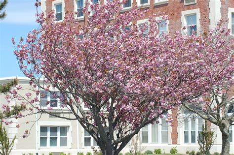 Ornamental Cherry Trees How To Care For Your Tree Craftsmumship