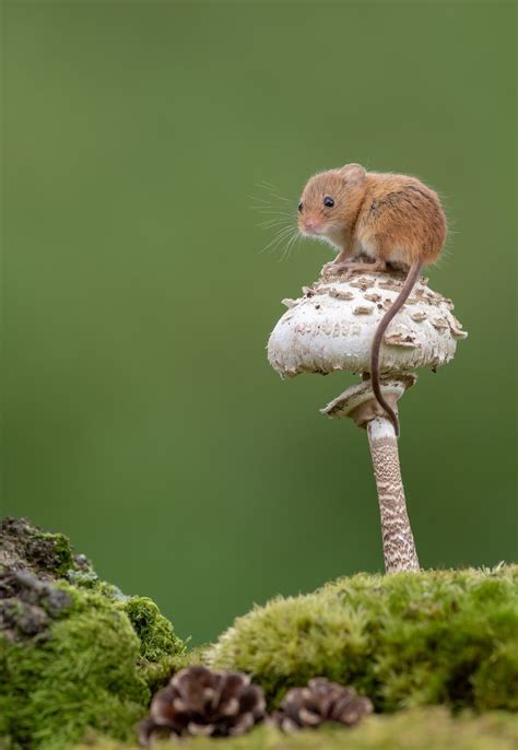 35 Adorable Photos Of Harvest Mice Living Their Tiny Lives By Dean
