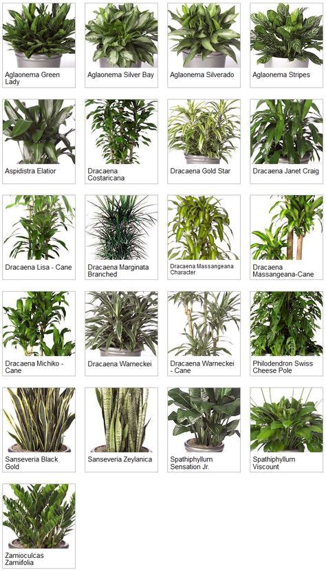 Small Tropical Plants For Interior Landscaping By Plantscape Inc How