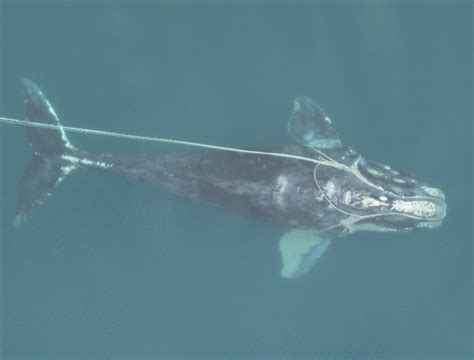 Start with harpooning, then work your way up to setting deep lines, catching snow crabs or lobster. Deaths of endangered North Atlantic right whales driven by ...