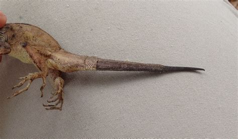 More Morphological Oddities In Anolis Sagrei Anole Annals