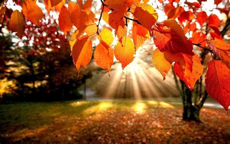 Fall Laptop Wallpapers - Top Free Fall Laptop Backgrounds - WallpaperAccess