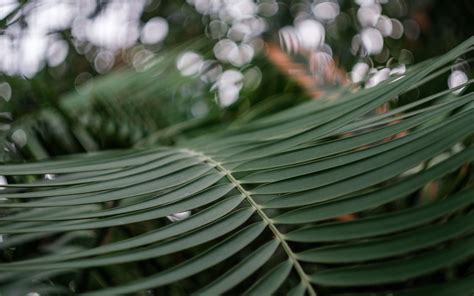 Download Wallpaper 3840x2400 Branch Palm Tree Leaves Macro 4k Ultra